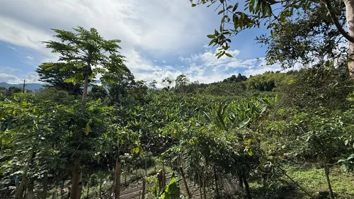 Finca Cafetera En Venta Calarca 14 Cuadras