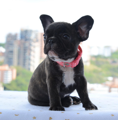 Bulldog Frances  Cachorros Cali Y Medellin.  Bogota Bull Dog