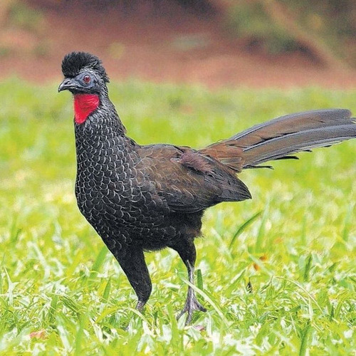 Apito Atrativo Maurílio Coelho Mod 23 Jacu Guaçú Jacu Pemba
