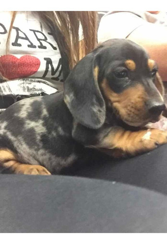 Muy Lindos Cachorros Dachshund Salchicha Exóticos