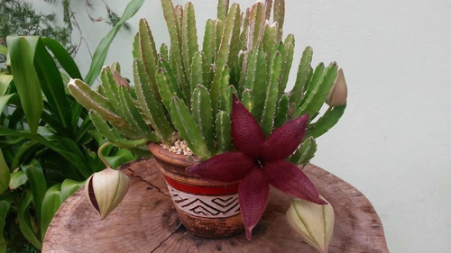 Muda Suculenta Flor Estrela Do Mar (stapelia Hirsuta) | MercadoLivre