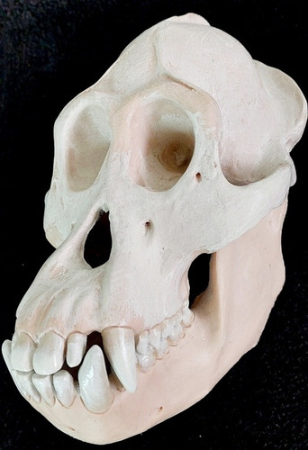 Réplica Cráneo Orangutan Pongopygmaeus Macho
