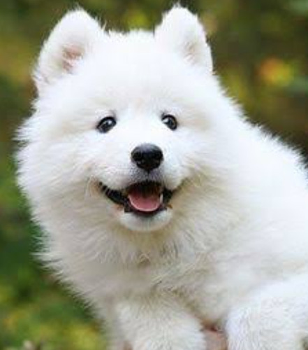 Cachorros Samoyedo Bonitos 