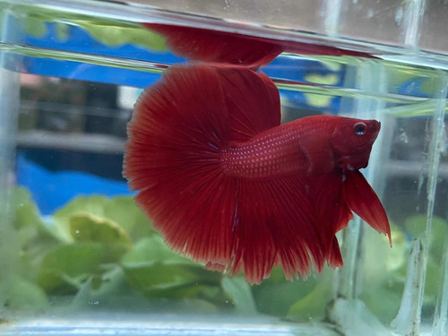 Bettas Media Lunas