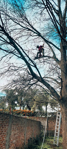 Imagen 5 de 10 de Poda De Arboles Tala Extracciones Palmera Whatsap 1528694955