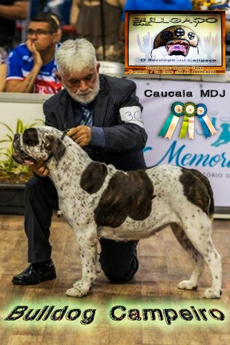 Bulldog Campeiro