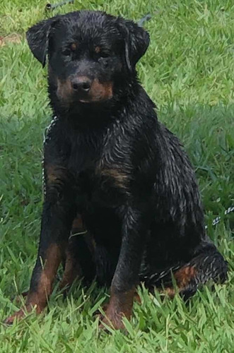 Filhotes De Rottweiler