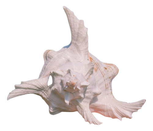 Adorno De Concha De Caracol Para Acuario, 9 A 11 Cm