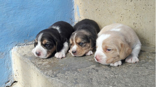 Perros Cachorros Beagle Bigol Bigitoy Mini Perritos Puppy
