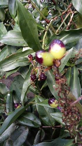 Flor Lírio Do Caribe-flor Do Brejo! 2 Estacas Para Plantar. | Parcelamento  sem juros