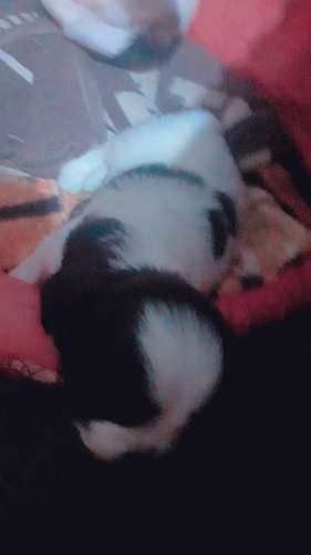 Imagem 1 de 3 de Cachorro
