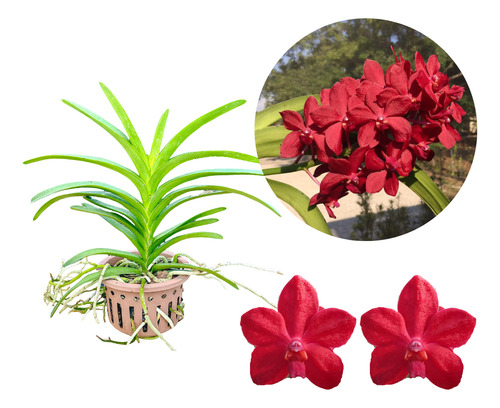 1 Orquídea  Vanda Roll On Red Dang Tubtin  Adulta Exótica