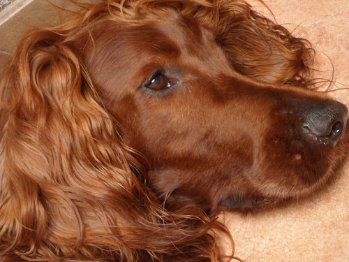 Imagen 1 de 6 de Pensionado Guarderia Y Paseo Canino Y Adiestramiento Canino