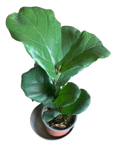Planta Ficus Lyrata