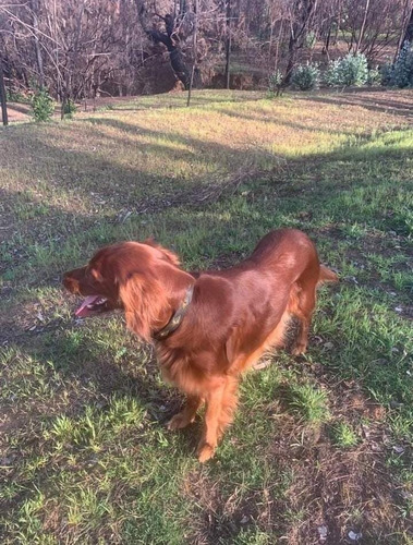 Setter Irlandés Hermosos