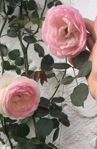 Rosa Pierre Ronsard Enredadera Trepadora 2m Premium Delviso