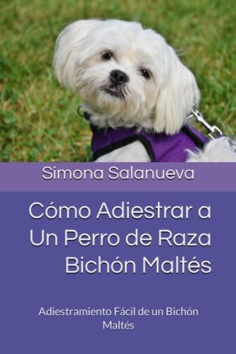 Como Adiestrar A Un Perro De Raza Bichon Maltes