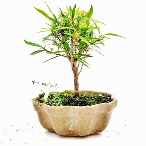 Bonsai Ficus Nerifolia 8 Años 28cm En Maceta Esmaltada Nº2