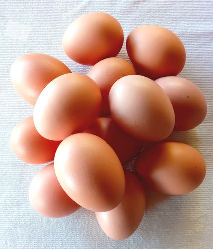 Huevos De Campo Gallinas Criadas En Libertad 