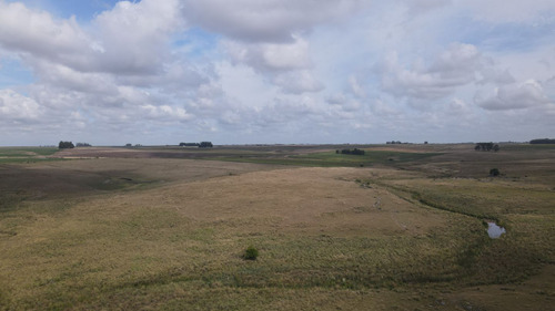 Campo En Venta De 150 Ha Agrícola Ganadero En Florida (ref: Atm-7901)