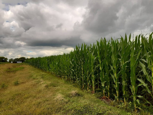 Imagen 25 de 30 de Campo En Córdoba (general Deheza)