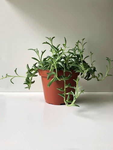 Imagen 3 de 3 de Senecio Peregrino Delfín Ch - Planta Suculenta Exótica