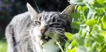 Comprar Semillas De Nepeta Cataria Catnip - Sobre De 5 Semillas