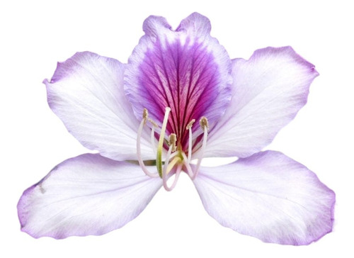 Kit 3 Árboles Orquidea, Ornamental ( Bauhinia Variegata