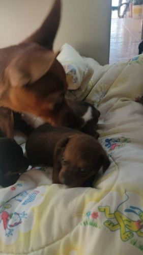Imagem 3 de 5 de Pinscher A Venda