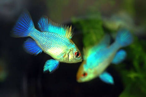 Ramirezi Azul Eléctrico Apistogramma Exótico Sudamericano