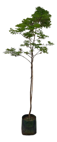 Arbol Tabachin De 3 A 4 Metros