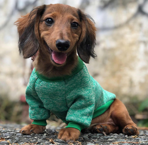 Teckel Perro Salchicha (perros De Raza)