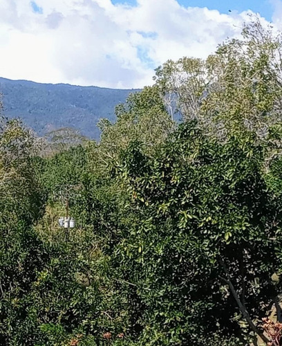 Imagen 16 de 16 de Vendo Finca Araguaney Yaracuy Dt