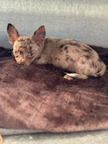 Chihuahua Mini Merle Macho Ojo Azul Cabeza Manzana Vip Chihuahua Mini Merle Cabeza De Manzana Ojo Azul