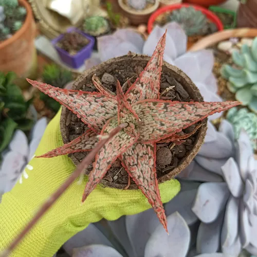 A. Pink Blush Suculenta