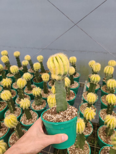 Imagen 1 de 4 de Cactus Gymnocalycium Injertado Rojo/amarillo Planta Exotica