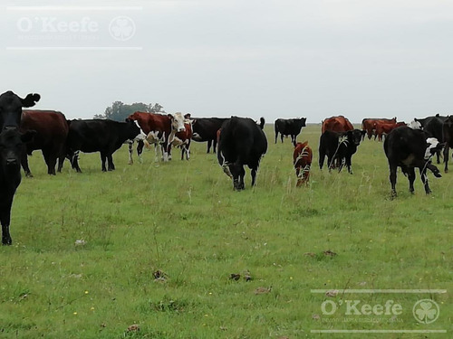 Imagen 10 de 21 de Dolores, 100 Has En Venta. Campo Ganadero Para Armar.