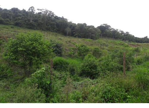 Imagem 3 de 10 de Chacara - Paraiso - Ref: 4980 - V-anp4980