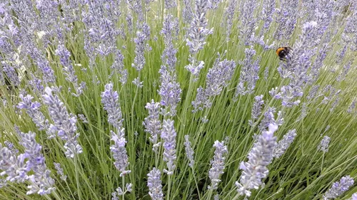 flor de lavanda seca desidratada para culinária chá 50g - Natural - Chá -  Magazine Luiza