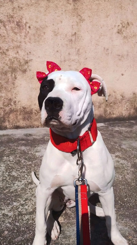 Laços Pet C/ Elástico Regulável Para Cães De Pêlo Curto
