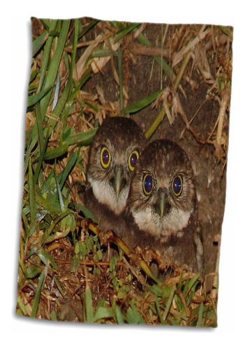 3d Rose Print Of Twin Burrowing Owls En Cape Coral Flor...