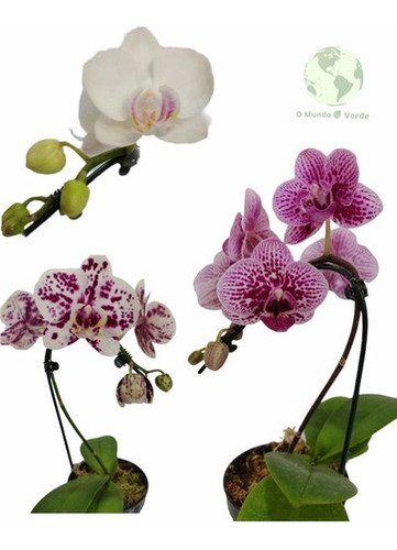 Orquídea Phalaenopsis Mini Flor Linda Planta Adulta + Vaso | Parcelamento  sem juros