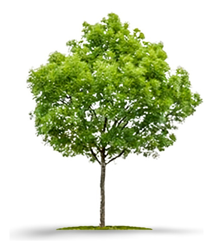 Planta Arbol De Arandanos