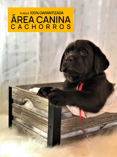 Venga A Ver Los Labrador Mas Buscados De Argentina