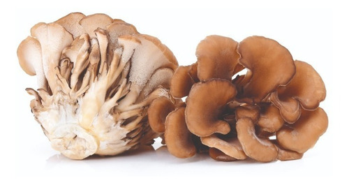 Hongo Adaptógeno Maitake 90g Commons Orgánico