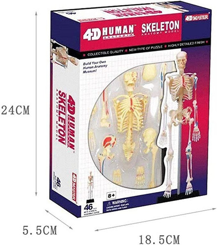 Modelo De Anatomía De Esqueleto Humano 4d 46 Partes 626011