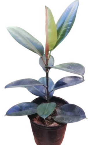 Ficus Cabernet - Gomero 