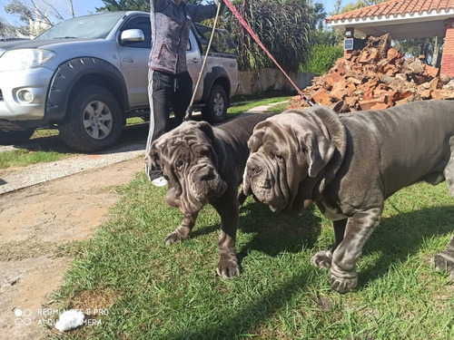 Cachorros De Mastín Napolitano