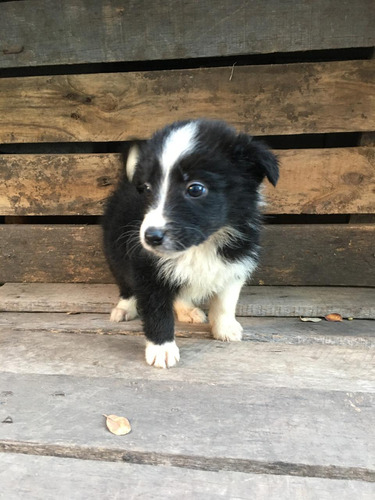 Cachorros Border Collies