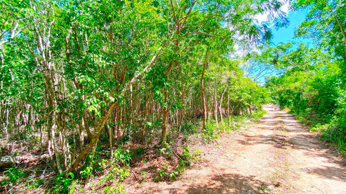 Imagen 1 de 13 de Hermosos Terrenos Titulados En Zona Urbana De Puerto Morelos